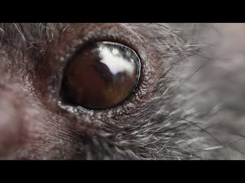 The Grey Headed Flying Fox