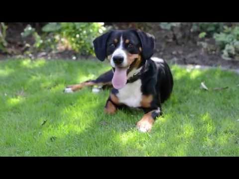 Der Entlebucher Sennenhund