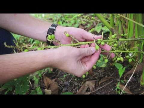 Organic cardamom farming