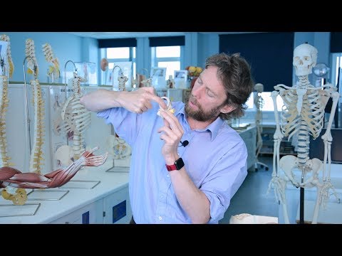 Vestibular apparatus (inner ear anatomy)