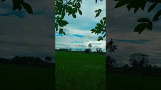 Download lagu pemandangan fenomena alam #short #vidio #youtube #lukisanalam #story #savegalery #pertunjukanalam mp3 Download lagu pemandangan fenomena alam #short #vidio #youtube #lukisanalam #story #savegalery #pertunjukanalam mp3