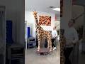Chocolate Giraffe This 8 3ft Tall 100 Chocolate Sculpture Is My Biggest Creation Yet