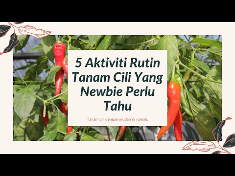 , title : '5 Aktiviti Rutin Tanam Cili Yang Newbie Perlu Tahu'