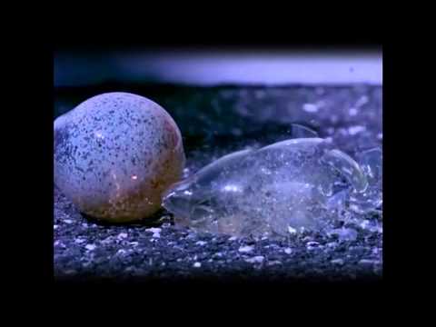 Si Lemhaf - We9ef 3al Bellar