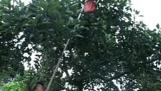 The Appetizing Avocado