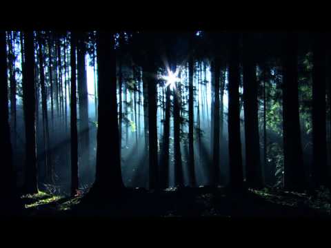 THE CURE - A forest