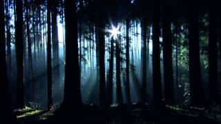 THE CURE - A forest