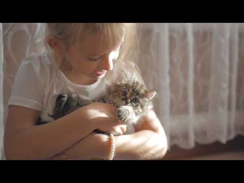 Cat Urinary Tract Problems & Bacterial Infections
