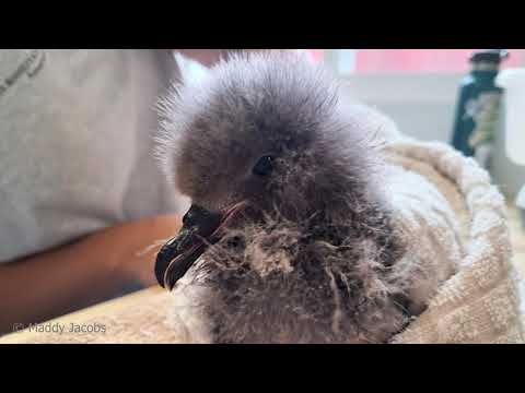 Hawaiian Petrel chick rescued from flooded burrow.