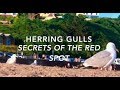 Herring Gulls Secrets Of The Red Spot