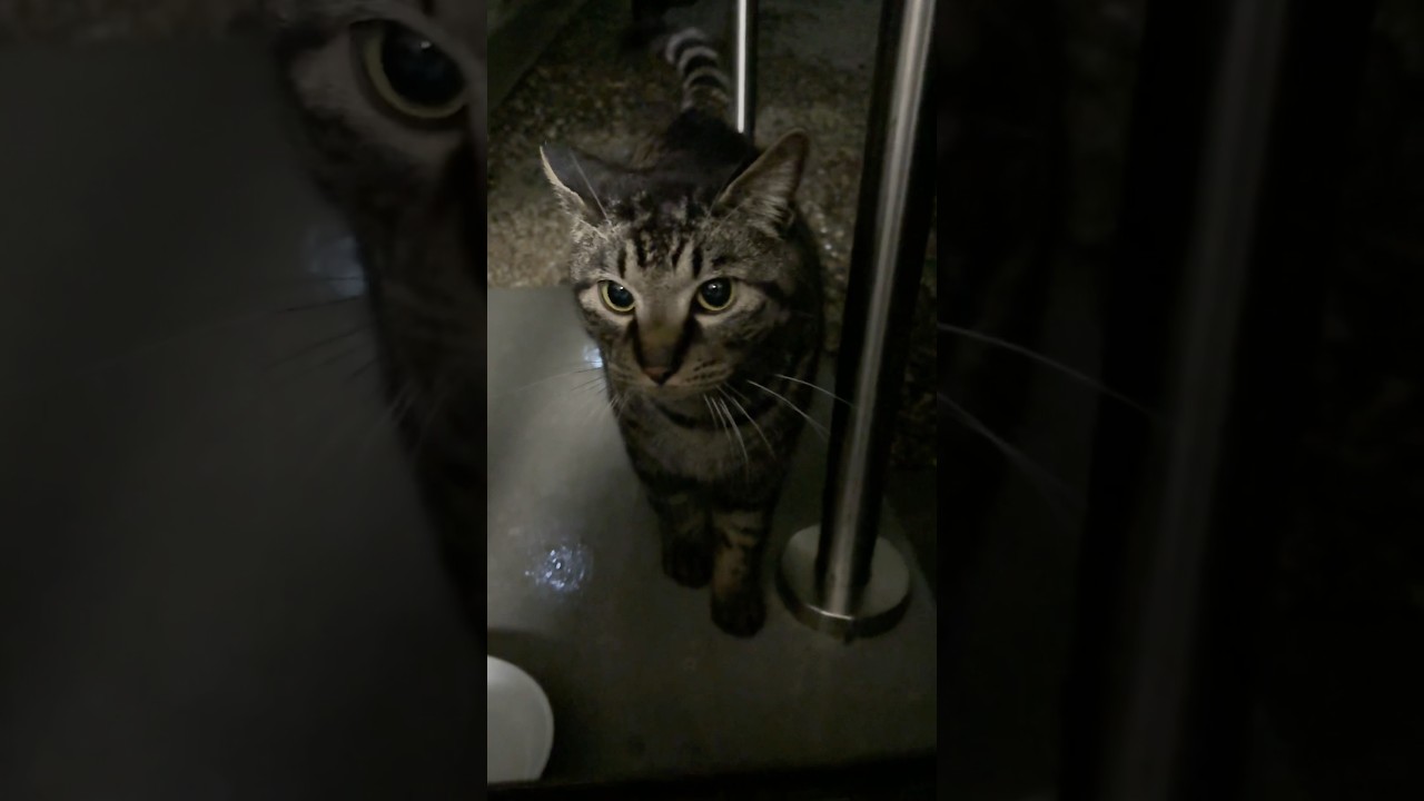 雨風の中避難してきた野良猫ちゃん