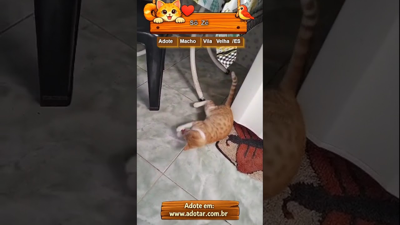 Gato raça SRD-ViraLata idade 7 a 11 meses nome Sô Zé