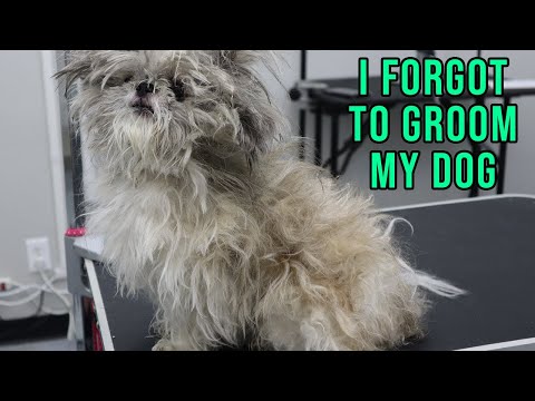 YouTube video about: How to shave a matted dog at home?