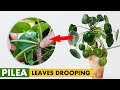This Is Why Your Pilea Leaves Drooping