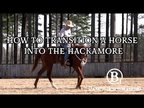 How To Transition a Horse Into the Hackamore Preview