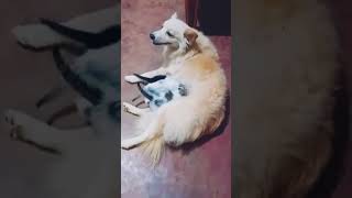 Download lagu amma namata kavi ge liyauna madi kiyanne nikan newey puluwan tharam shera karanna coment karanna 😀😀 mp3 Download lagu amma namata kavi ge liyauna madi kiyanne nikan newey puluwan tharam shera karanna coment karanna 😀😀 mp3