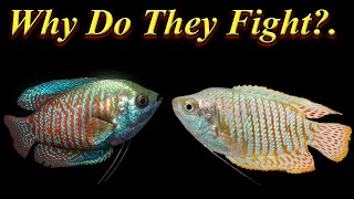Why Gourami Fish Is Fighting?.. How To Prevent Fish From Fighting? ../ Fish Aquarium Tamil