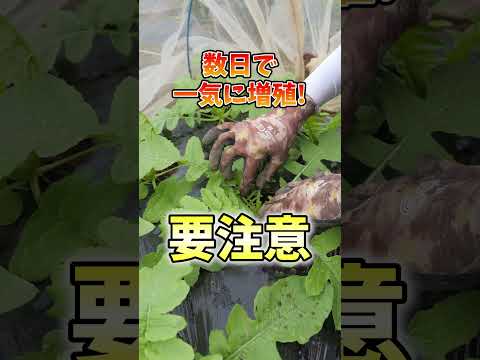 庭、鉢、温室に大根をいつどのように播種するのですか？  庭園