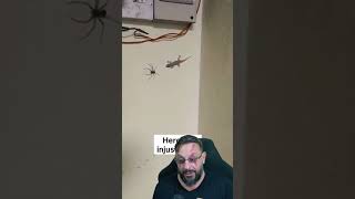 Lagartixas salvam nossas vidas: lagartixa predando aranha #biologohenrique #animais #biologo