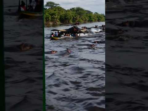 Massive Hippo Sinks Boat!