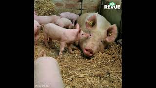 Stress thermique chez les truies