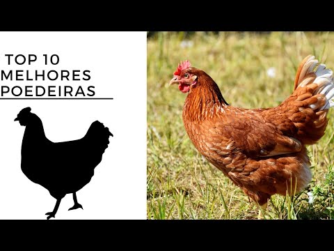 , title : 'As 10 Melhores Raças de Galinha Poedeira'