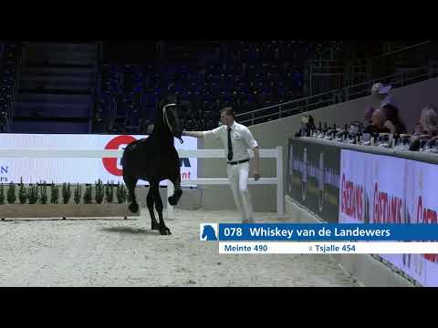 HK 2026 – Event 1 Part 1- Second viewing of the selected young stallions – English