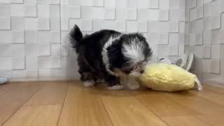 ハーフ犬の動画01