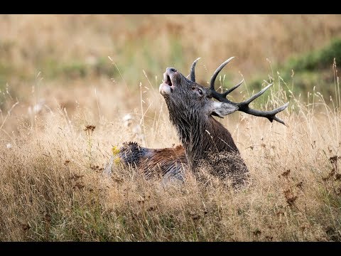Brame du cerf 2018 dans les Pyrénées Orientales