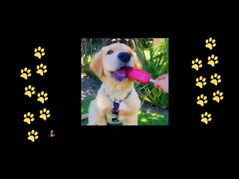 funny 🐶 dogs reactions part 25 No Languages only funny voices |Sabeera smc funny videos 2023