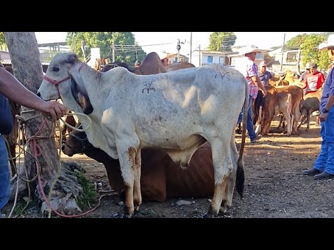 sábado 15 de noviembre 2025, tiangue de San Rafael Cedros, Cuscatlán, El Salvador