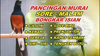 Download lagu 🔴 LIVE 21 - Pancingan Murai Batu Full Isian Tembakan Mewah cocok buat Murai malas bunyi mp3