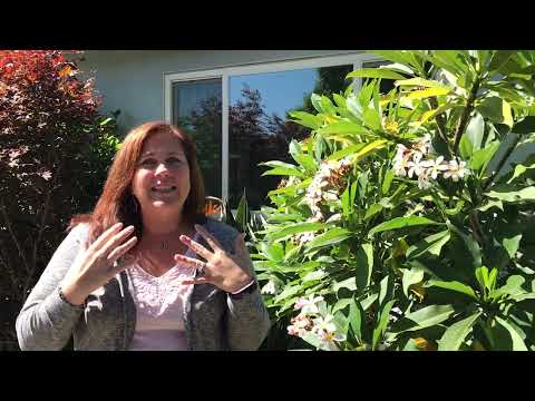 The Rising Tide video.