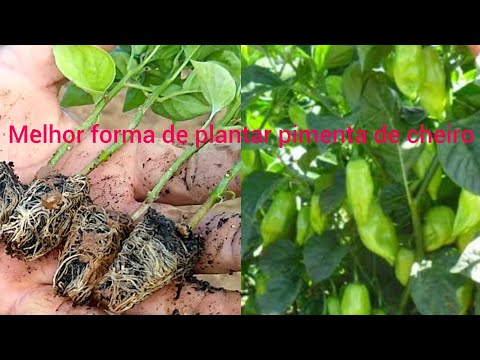, title : 'qual a melhor forma de plantar pimenta de cheiro?'