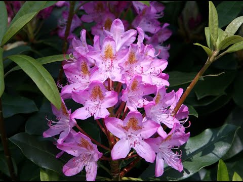 Rhododendron Ponticum Roseum | Rhododendronwal.nl