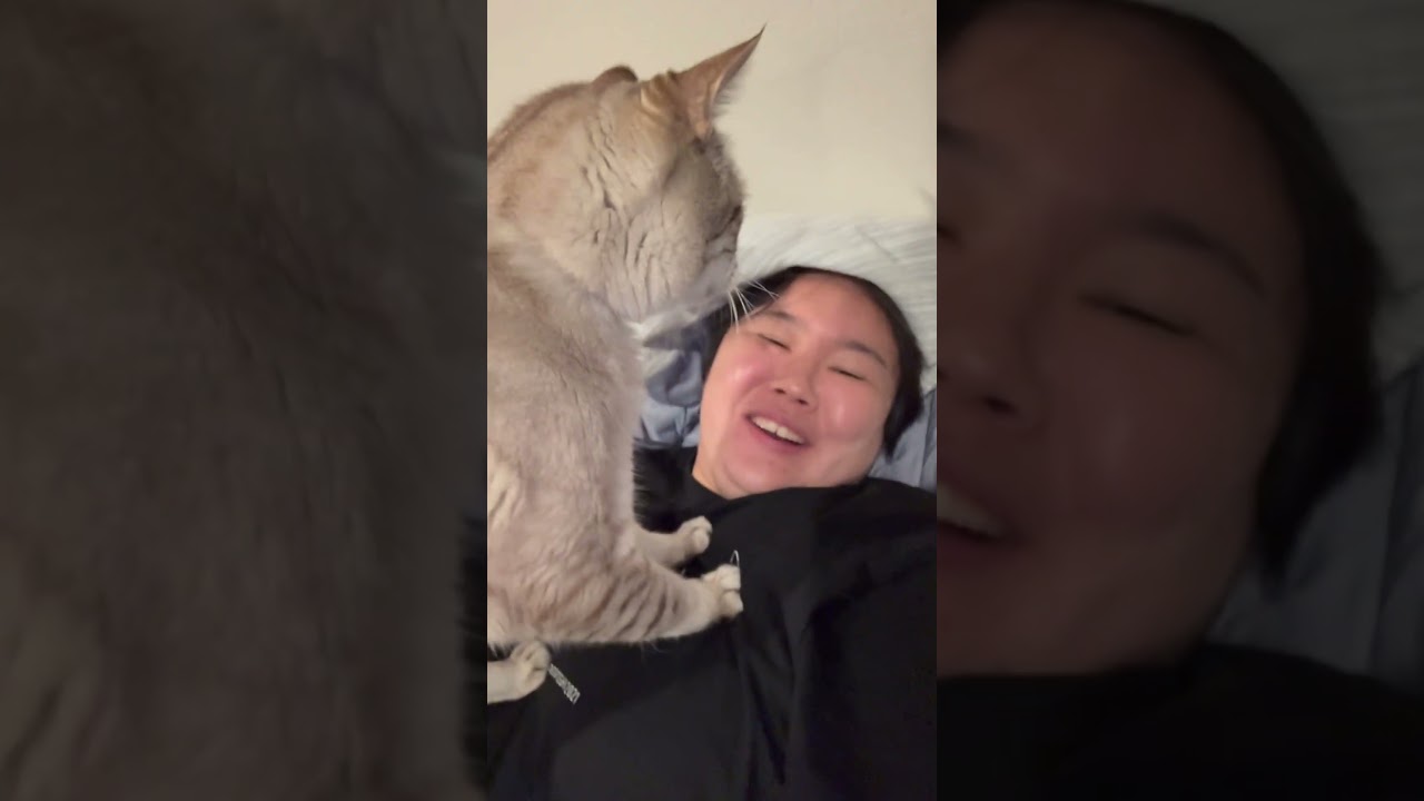 猫が乗ってくる#shorts #猫 #cat #やす子