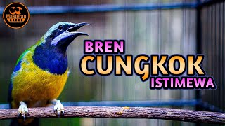 Download lagu BREN CUNGKOK GACOR ISTIMEWA JEDA RAPAT COCOK BUAT MASTERAN SEGALA JENIS BURUNG KICAU mp3 Download lagu BREN CUNGKOK GACOR ISTIMEWA JEDA RAPAT COCOK BUAT MASTERAN SEGALA JENIS BURUNG KICAU mp3