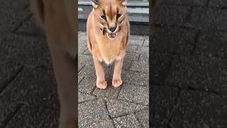 Download lagu Scary Cat Sounds #shorts #viral #wildlife mp3 Download lagu Scary Cat Sounds #shorts #viral #wildlife mp3