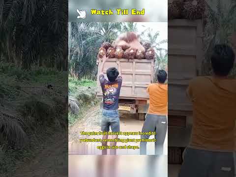 The palm fruit harvest appears incredibly abundant, resembling giant prehistoric eggs in size and sh