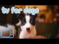 Dog TV: Entertainment Colour Graded for Dogs Eyes! [10 Hours]