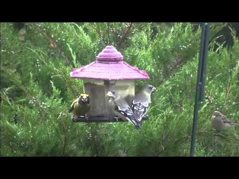 Evening grosbeaks eating at bird feeder