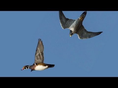 Quando i bambini fanno articolazioni Uzi Trattamento della colonna vertebrale video di osteocondrosi