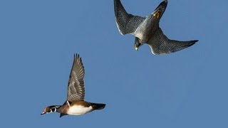 PEREGRINE FALCON STRIKES DUCK MIDAIR