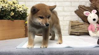 Video preview image #1 Shiba Inu Puppy For Sale in REDWOOD CITY, CA, USA