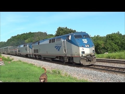 Three-Minute-Late Amtrak Passes Dog