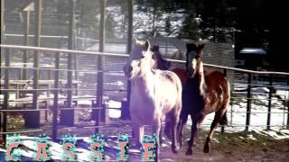 Feliz Navidad- Horses