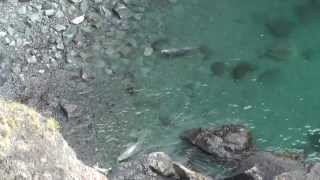 Pembrokeshire Seals