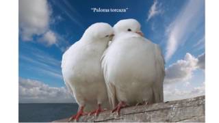 Video Paloma Torcaza de Dúo Ayacucho