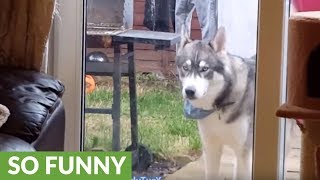 Husky cries to come inside, stays put when door is opened