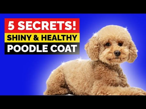 5 Tips for a Stunning Poodle Coat